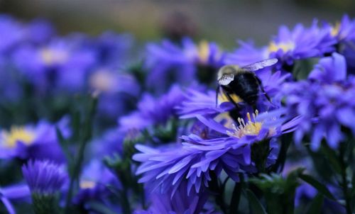 Close-up of honey bee pollinating on purple flower