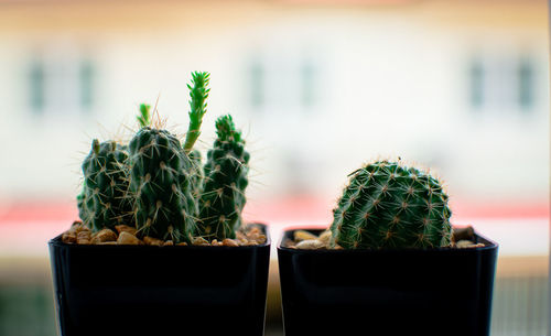 Close-up of cactus plant in pot