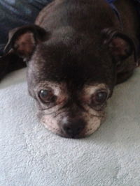 Portrait of a dog