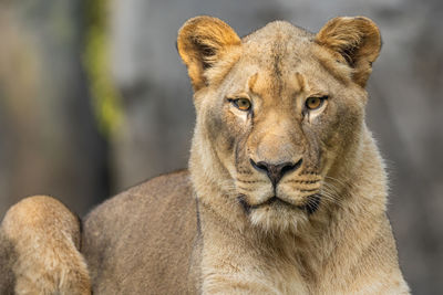 A a portrait of a lion