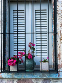 Flower pots on window of building