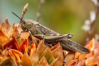 Close-up of insect on leaves