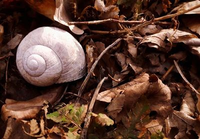 Close-up of snail on dry leaves