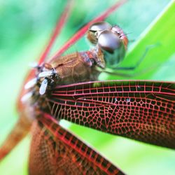 Close-up of insect