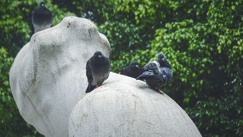 Pigeon perching on statue against tree