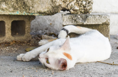 White cat sleeping