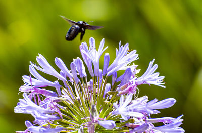 Close-up of insect pollinating on purple flower