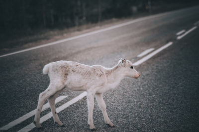 Side view of a young deer walking on road