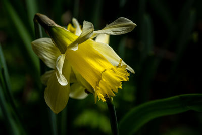 flowering plant