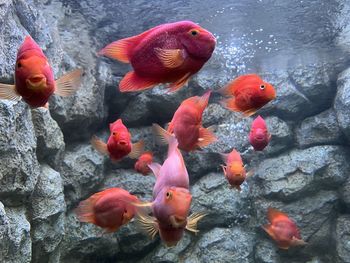 Close-up of fish swimming in aquarium