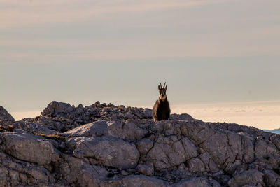 Horse sitting on rock against sky during sunset