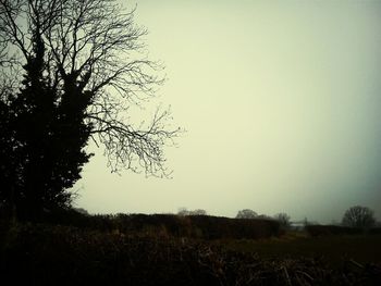 Bare trees on field against clear sky