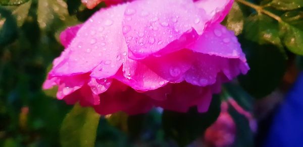 Close-up of wet pink rose flower