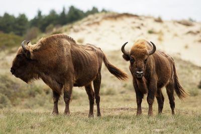 Bison on field