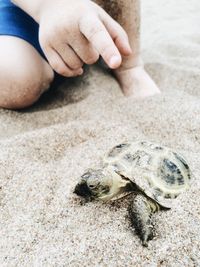 Low section of child pointing at turtle on sandy beach