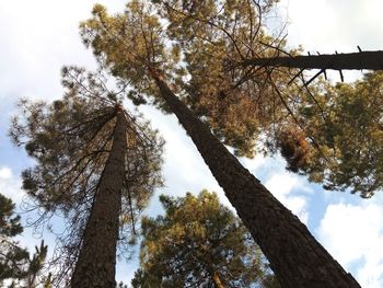 Low angle view of tree against sky