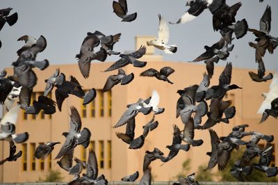 Low angle view of birds flying