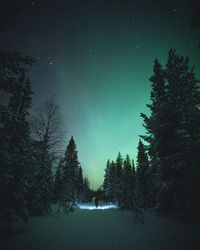 Low angle view of trees against sky at night