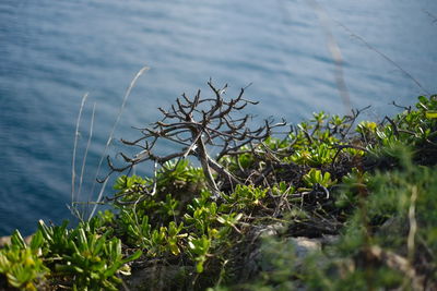 nature