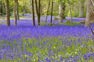Purple flowering plants on field by trees in forest