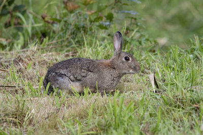 A beautiful wild rabbit, alert to its surroundings.