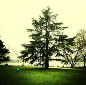 Trees on grassy field