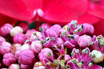 Close-up of pink flowers