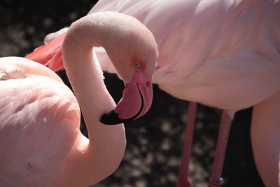 Close-up of a bird