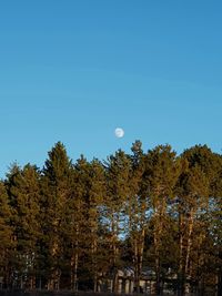 Low angle view of trees against clear blue sky