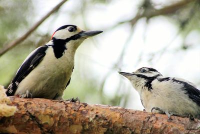 Close-up of bird perching on tree