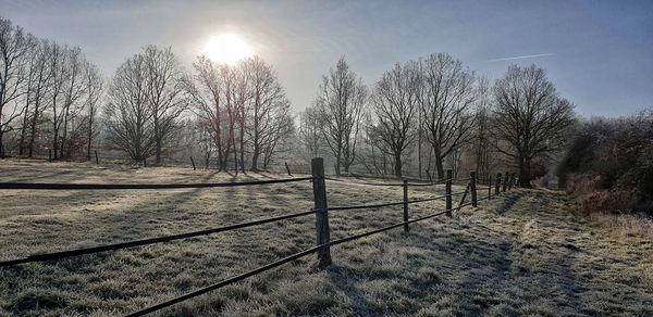 Bare trees on field against sky