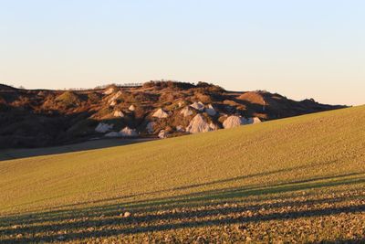 Scenic view of agricultural field against clear sky