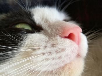 Close-up of cat