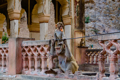 Monkeys at ruined temple