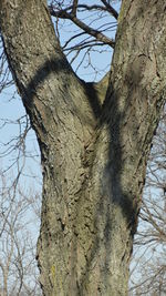 Low angle view of bare tree against sky