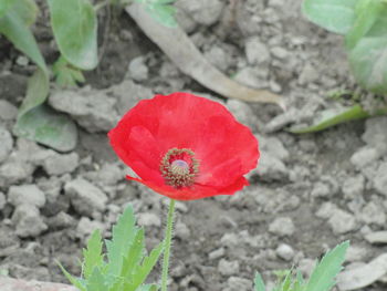 Close-up of red poppy flower