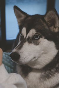 Close-up of dog looking away