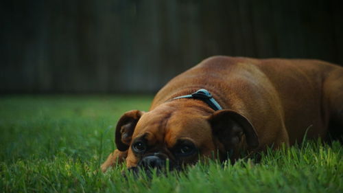 Close-up of dog on grass