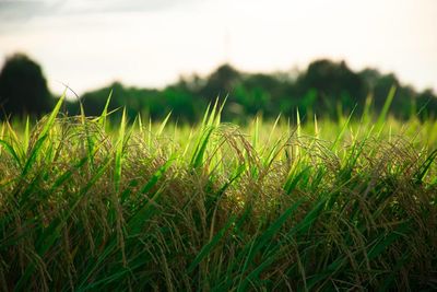 Crops growing on field against sky