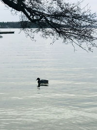 Bird swimming in lake