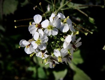 Close-up of white flowering plant