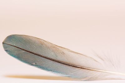 High angle view of feather against white background