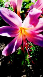 Close-up of pink flower