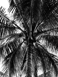 Low angle view of palm tree against sky