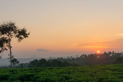 Scenic view of field against sky during sunset