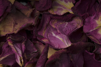Full frame shot of purple roses