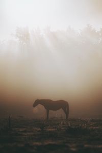 View of horse on field against sky