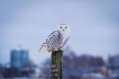 Bird perching on wooden post