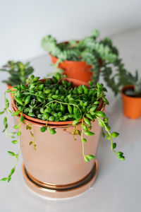 String of pearls in the pot, indoor plants, modern minimalist home.