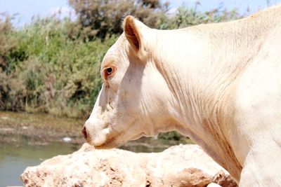 Close-up of a cow